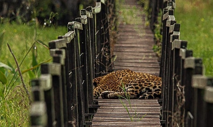 Onça surpreende guias turísticos ao descansar em cima de trilha de madeira no Pantanal do MS