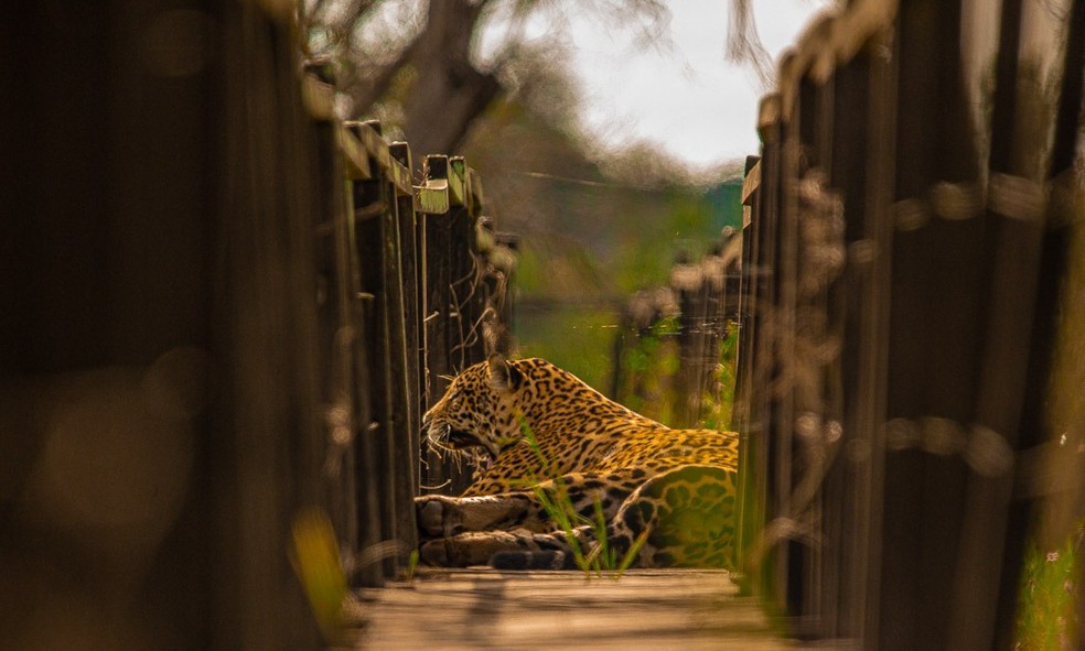 Onça surpreende guias turísticos ao descansar em cima de trilha de madeira no Pantanal do MS