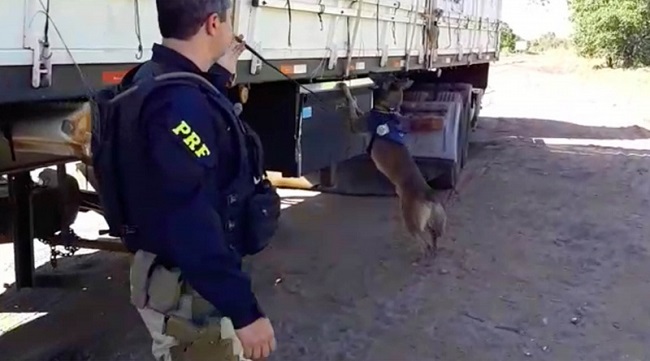 Água Clara: Cão farejador ajudou a PRF a apreender mais de 4 toneladas de maconha