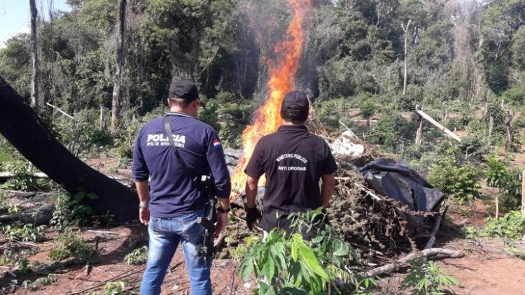 Destruyen varias hectáreas de marihuana en Lorito Picada Destruyen varias hectáreas de marihuana en Lorito Picada