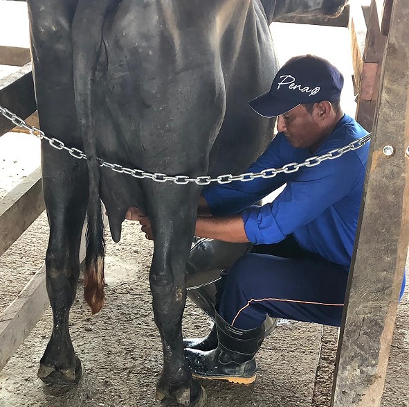 Modo de produção artesanal do Queijo do Marajó considerado único no mundo