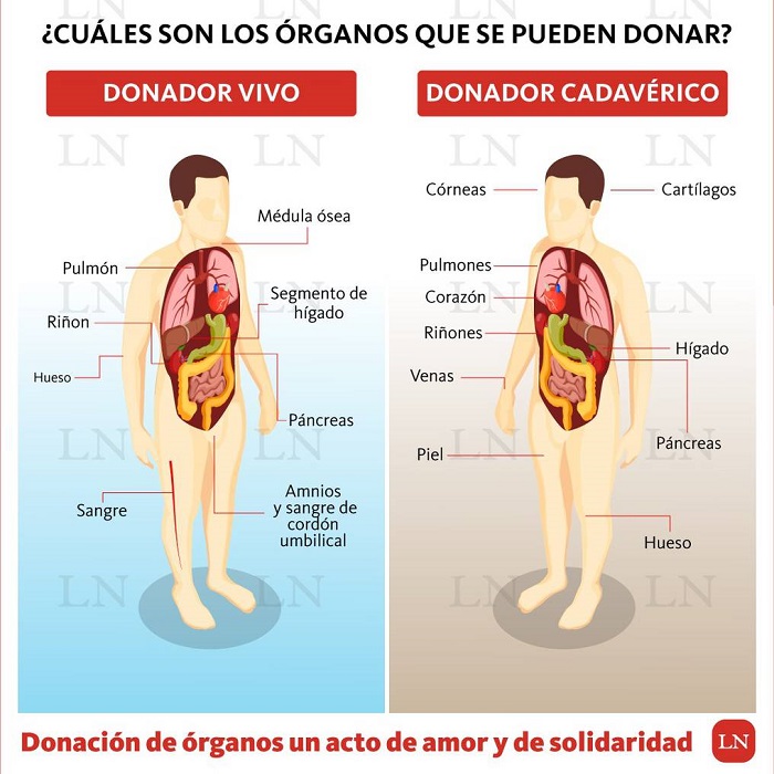 “Paraguay está libre del tráfico de órganos”, aseguran en vísperas del Día Nacional del Trasplante “Paraguay está libre del tráfico de órganos”, aseguran en vísperas del Día Nacional del Trasplante