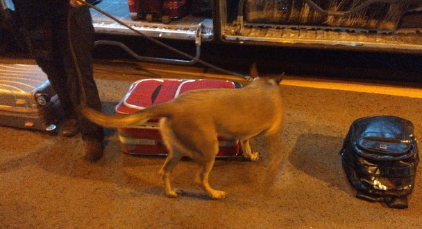 PF intensifica fiscalizações nas rodovias com cães detectores de drogas PF intensifica fiscalizações nas rodovias com cães detectores de drogas