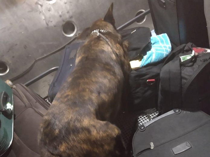 PF intensifica fiscalizações nas rodovias com cães detectores de drogas PF intensifica fiscalizações nas rodovias com cães detectores de drogas
