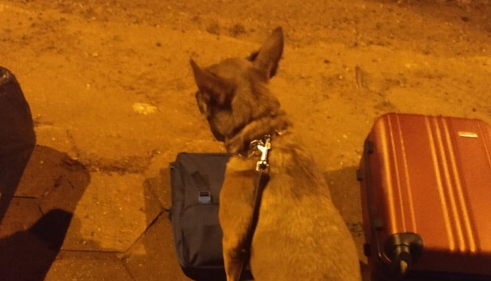 PF intensifica fiscalizações nas rodovias com cães detectores de drogas PF intensifica fiscalizações nas rodovias com cães detectores de drogas