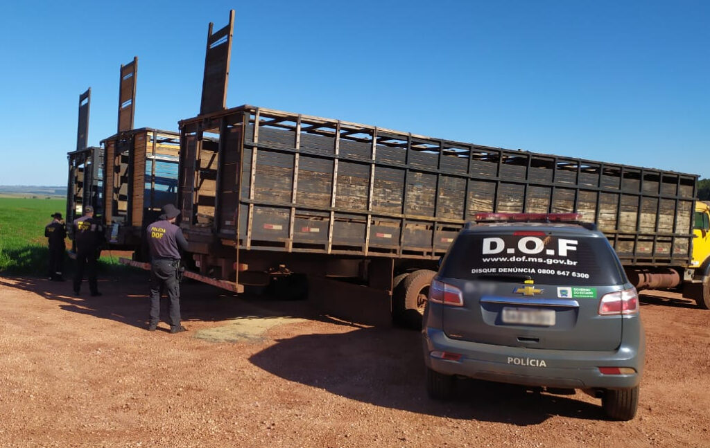 Três caminhões boiadeiros cheios de maconha foram apreendidos em Ponta Porã