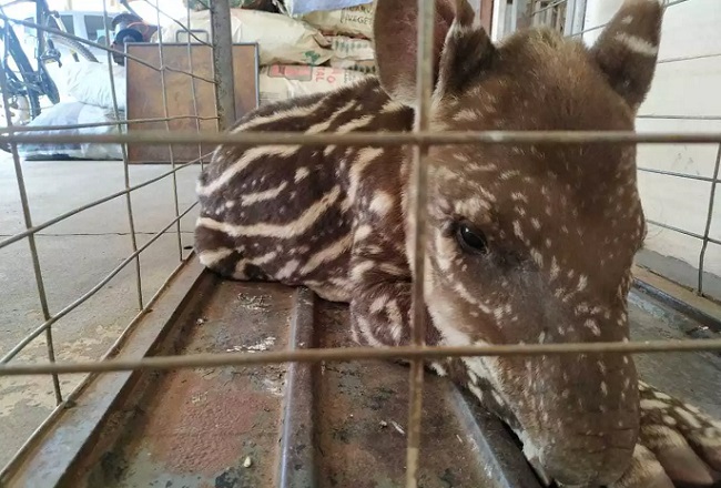 Filhotinho de anta é capturado após ser abandonado pela mãe em fazenda Filhotinho de anta é capturado após ser abandonado pela mãe em fazenda