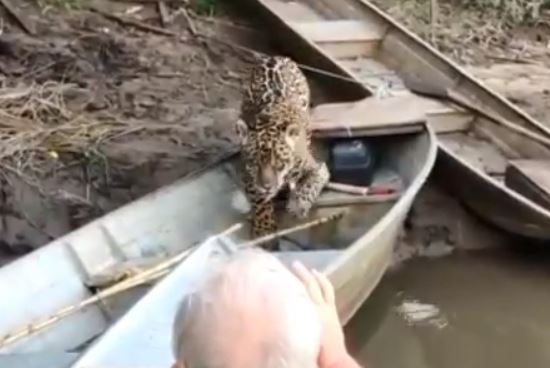 VÍDEO: Onça é flagrada 'furtando' peixe de barco em Aquidauana VÍDEO: Onça é flagrada 'furtando' peixe de barco em Aquidauana