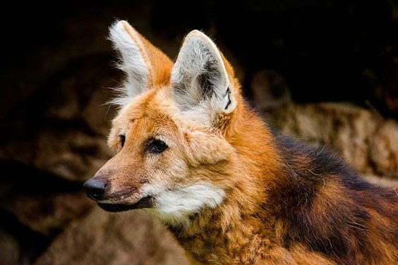 Lobo-guará, o 'semeador de árvores' ameaçado na natureza e homenageado em  nota de R$ 200 - BBC News Brasil