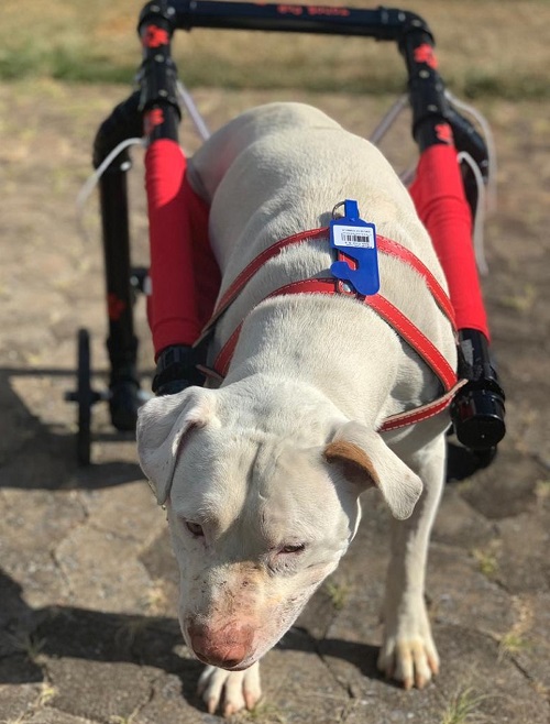 Pitbull que teve patas decepadas ganha cadeira de rodas em Belo Horizonte