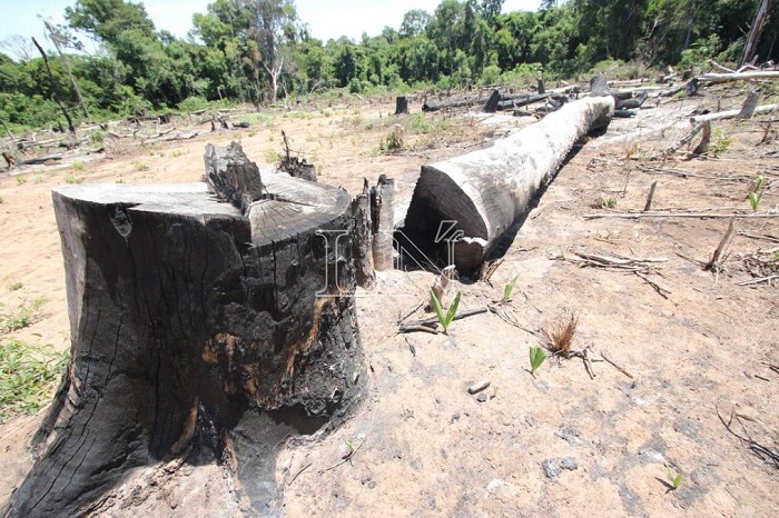 La tecnología como herramienta para pelear contra la deforestación en Paraguay La tecnología como herramienta para pelear contra la deforestación en Paraguay