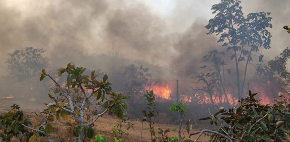 Anta é flagrada tentando fugir de incêndio que destruiu mais de 800 hectares Anta é flagrada tentando fugir de incêndio que destruiu mais de 800 hectares