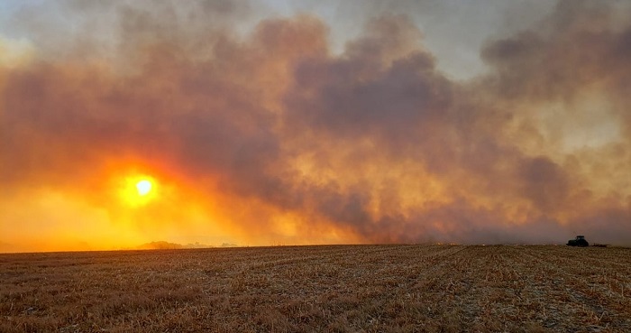 Anta é flagrada tentando fugir de incêndio que destruiu mais de 800 hectares Anta é flagrada tentando fugir de incêndio que destruiu mais de 800 hectares