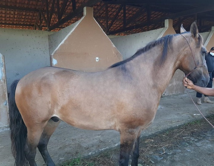 PF deflagra operação de combate ao tráfico internacional de drogas PF deflagra operação de combate ao tráfico internacional de drogas