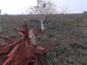 Polícia Ambiental autua paulista em R$ 16,8 mil para derrubada de 56 árvores
