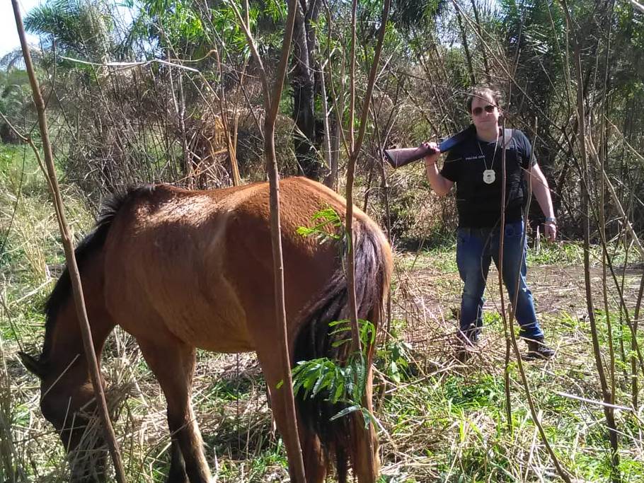 Cavalos furtados em fazenda são recuperados pela Polícia Civil Cavalos furtados em fazenda são recuperados pela Polícia Civil