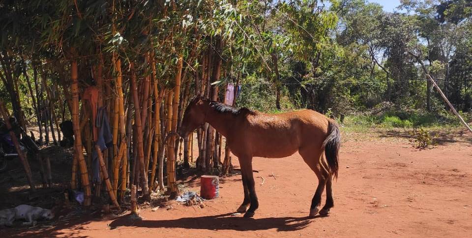 Cavalos furtados em fazenda são recuperados pela Polícia Civil