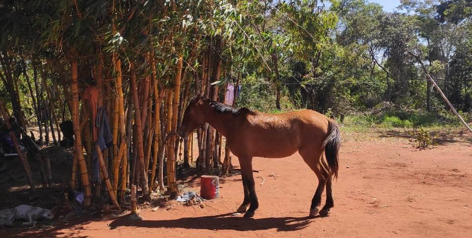 Cavalos furtados em fazenda são recuperados pela Polícia Civil Cavalos furtados em fazenda são recuperados pela Polícia Civil