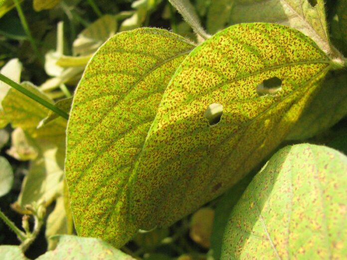 Ataques da ferrugem asiática na soja podem ser evitados com o primeiro multissítio biológico Crédito foto: Wanderlei Guerra (Consultor Aprosoja MT)