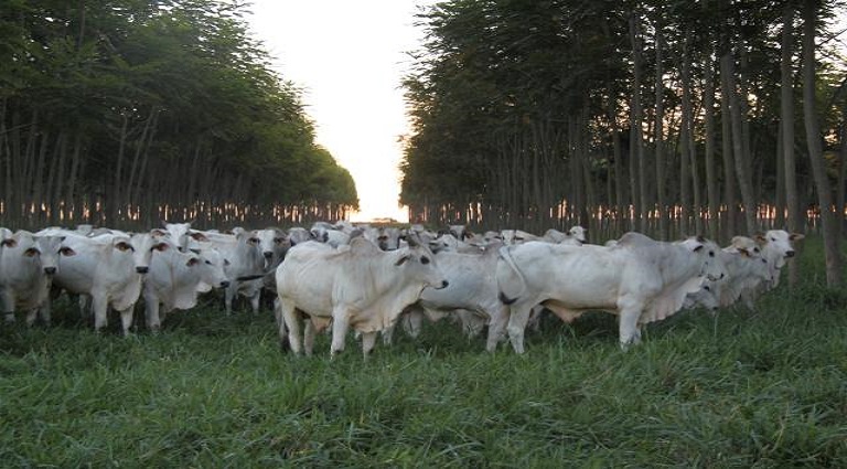Maior exportador de celulose do país, MS vê setor florestal impulsionar economia verde no Estado Maior exportador de celulose do país, MS vê setor florestal impulsionar economia verde no Estado