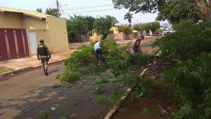 Em meio a onda de calor, jardineiro é preso por cortar árvore de canteiro Em meio a onda de calor, jardineiro é preso por cortar árvore de canteiro