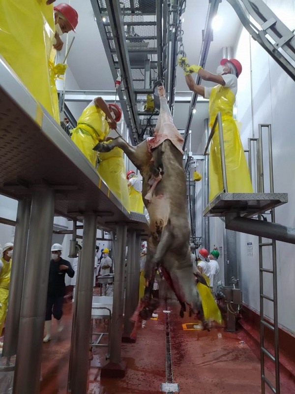 Frigonorte retomó actividades y faenará 12 mil animales al mes Frigonorte retomó actividades y faenará 12 mil animales al mes