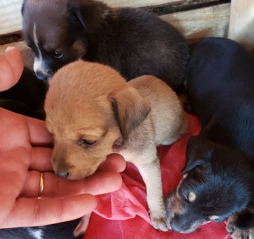 Jovem resgata 6 filhotes de cachorro que estavam dentro de mochila abandonada em terreno baldio Jovem resgata 6 filhotes de cachorro que estavam dentro de mochila abandonada em terreno baldio