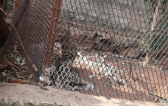 Denuncian cautiverio de un animal salvaje en pleno barrio Carmelitas Denuncian cautiverio de un animal salvaje en pleno barrio Carmelitas
