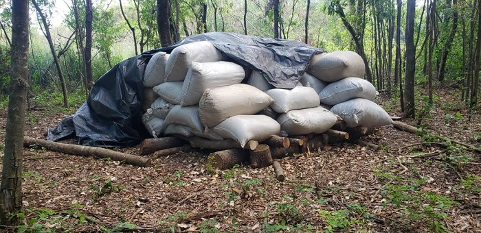 En 5 días de operativo, la Senad anuló más de 350 toneladas de marihuana En 5 días de operativo, la Senad anuló más de 350 toneladas de marihuana