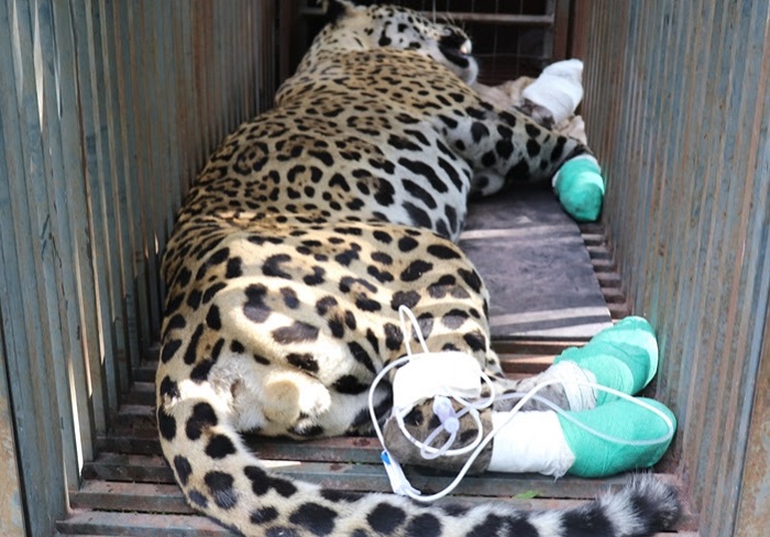 Morre uma das duas onças pintadas feridas em incêndio no Pantanal; a segunda continua sedada Morre uma das duas onças pintadas feridas em incêndio no Pantanal; a segunda continua sedada