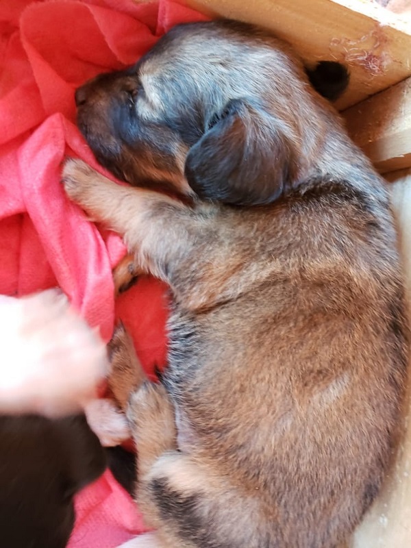 Jovem resgata 6 filhotes de cachorro que estavam dentro de mochila abandonada em terreno baldio Jovem resgata 6 filhotes de cachorro que estavam dentro de mochila abandonada em terreno baldio