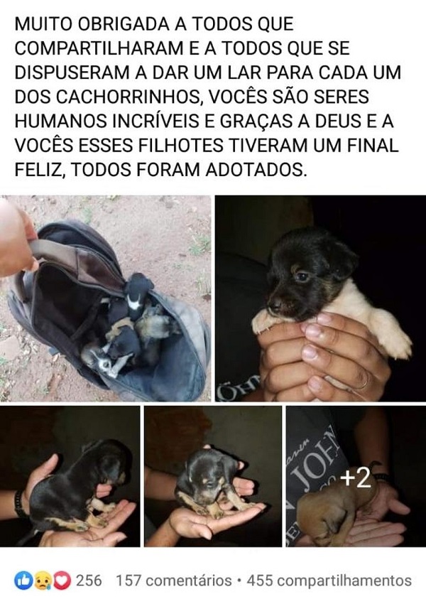 Jovem resgata 6 filhotes de cachorro que estavam dentro de mochila abandonada em terreno baldio Jovem resgata 6 filhotes de cachorro que estavam dentro de mochila abandonada em terreno baldio