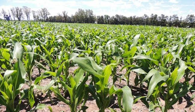 Paraguay ocupa el sexto lugar en extensión de cultivo biotecnológico mundial Paraguay ocupa el sexto lugar en extensión de cultivo biotecnológico mundial