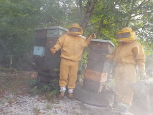 Apicultura em MS é reconhecida por qualidade e caminha para produção orgânica Apicultura em MS é reconhecida por qualidade e caminha para produção orgânica