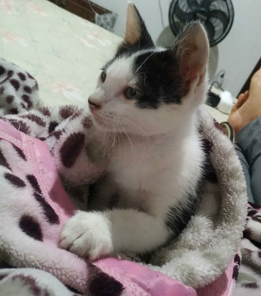 Crueldade: Estudante encontra gato enforcado na frente de casa em Ponta Porã Crueldade: Estudante encontra gato enforcado na frente de casa em Ponta Porã