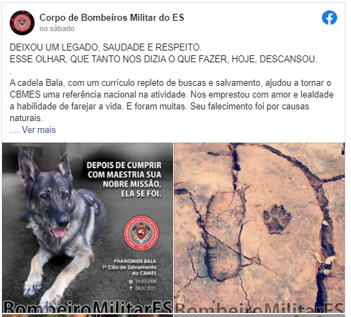 Cadela que atuou em Brumadinho e Mariana morre; 'dedicou sua existência em salvar vidas' Cadela que atuou em Brumadinho e Mariana morre; 'dedicou sua existência em salvar vidas'