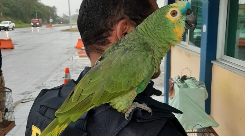 Em 2020, mais de 3.500 animais silvestres/exóticos foram resgatados nas estradas federais da Bahia Em 2020, mais de 3.500 animais silvestres/exóticos foram resgatados nas estradas federais da Bahia