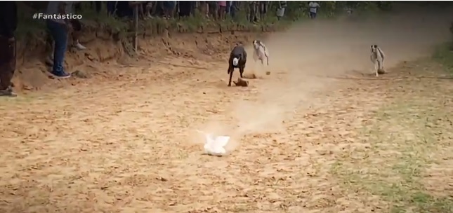 Ativistas da causa animal comemoram proibição de corridas de cachorros galgos no RS Ativistas da causa animal comemoram proibição de corridas de cachorros galgos no RS