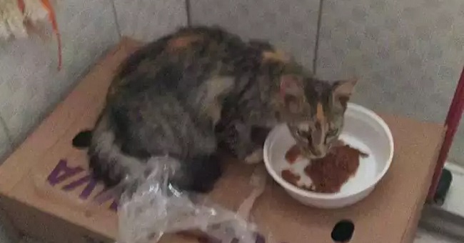 Mãe e filha lacram gatos em caixa abandonam em casa de protetora Mãe e filha lacram gatos em caixa abandonam em casa de protetora