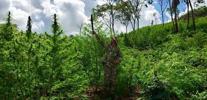 Em duas fases, mega operação entre Paraguai e Brasil destrói 3,4 toneladas de maconha Em duas fases, mega operação entre Paraguai e Brasil destrói 3,4 toneladas de maconha