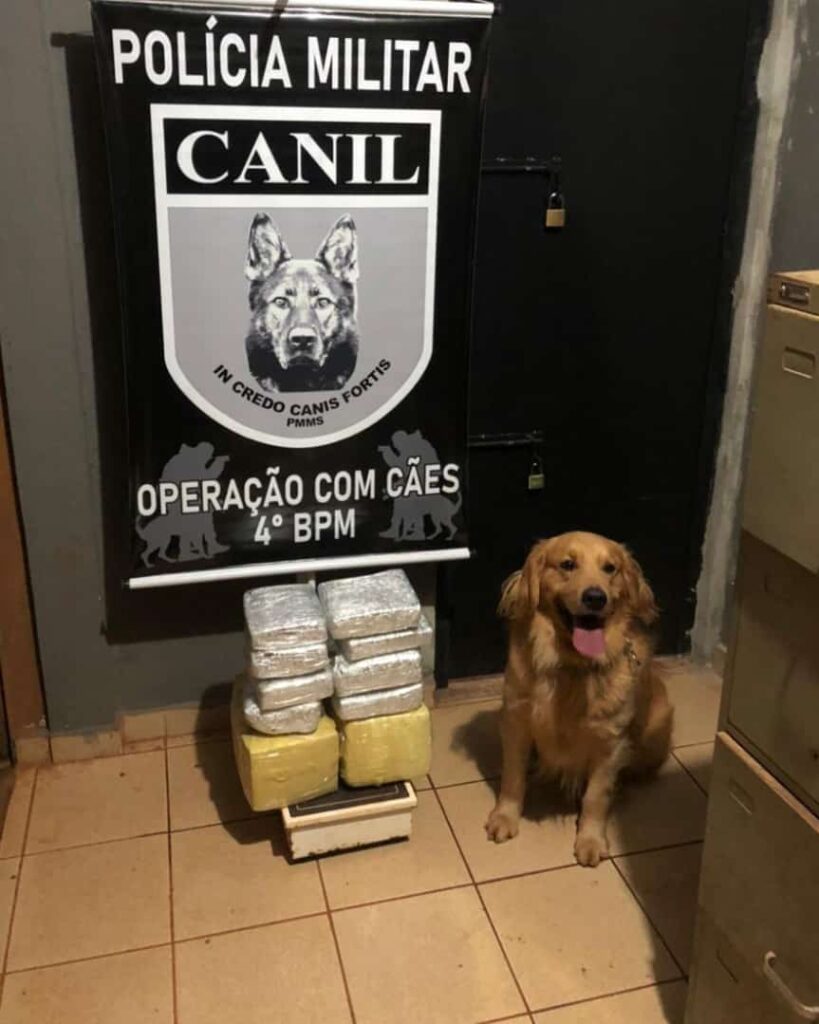 Policiais Militares do Canil do 4º BPM prendem homem com droga