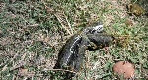 Em Ponta Porã, Cachorro tem cabeça e patas arrancadas em possível ritual de magia negra