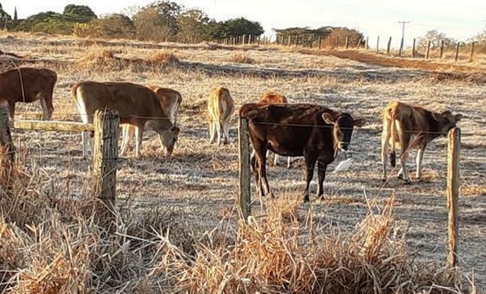 MS tem geada em 35 municípios, um deles registrou -2,8°C MS tem geada em 35 municípios, um deles registrou -2,8°C