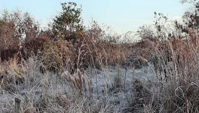MS tem geada em 35 municípios, um deles registrou -2,8°C MS tem geada em 35 municípios, um deles registrou -2,8°C