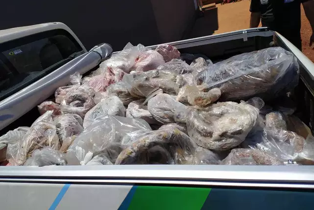 Ponta Porã: Polícia apreende quase 1 tonelada de carne imprópria para consumo Ponta Porã: Polícia apreende quase 1 tonelada de carne imprópria para consumo