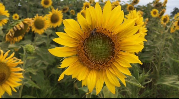 La historia de los campos de girasoles en Capitán Miranda La historia de los campos de girasoles en Capitán Miranda
