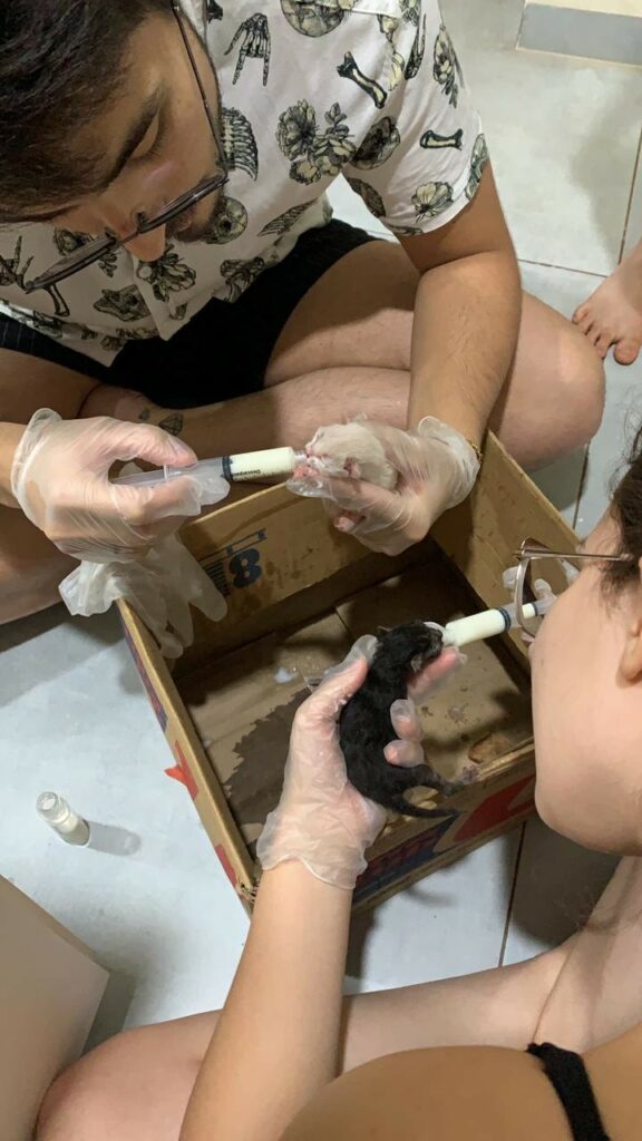 ONG Irmandade das Patinhas é desativada em Ponta Porã por falta de apoio
