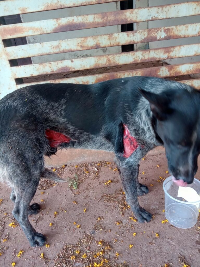 ONG Irmandade das Patinhas é desativada em Ponta Porã por falta de apoio
