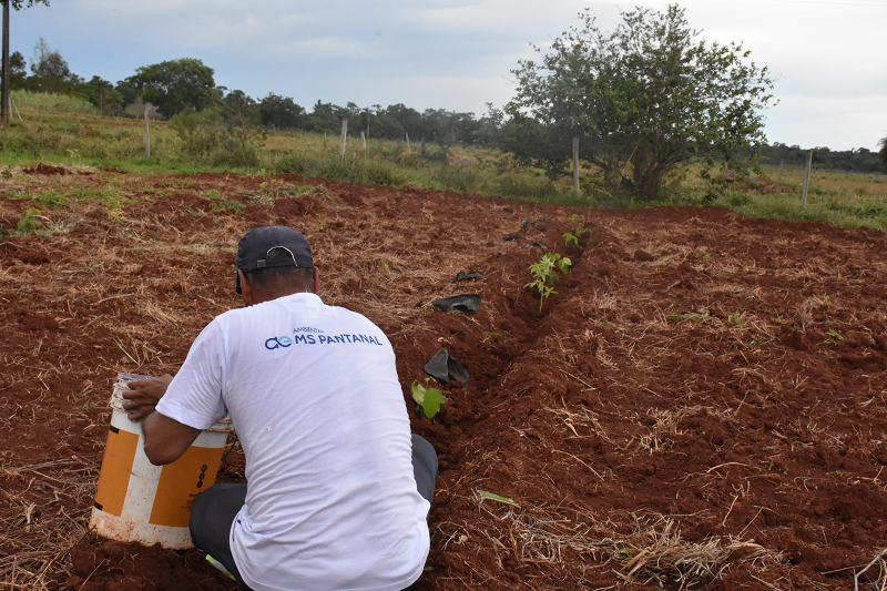 Cata Guavira: evento gastronômico traz curso de agricultura sintrópica e plantio agroflorestal a Bonito