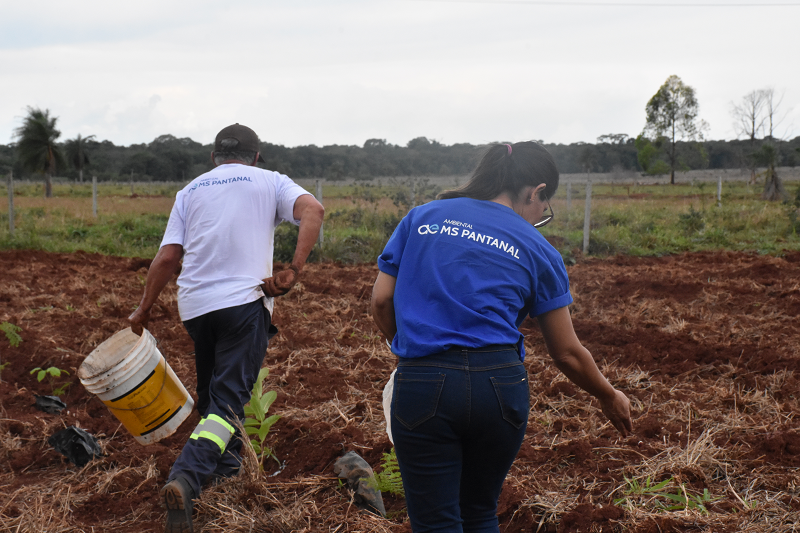 Cata Guavira: evento gastronômico traz curso de agricultura sintrópica e plantio agroflorestal a Bonito